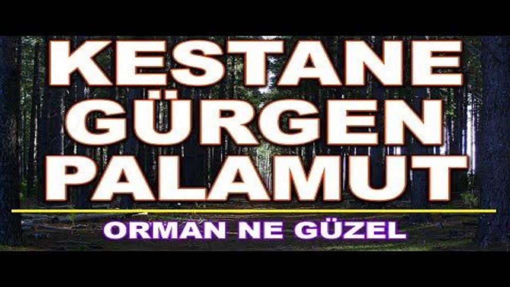 Kestane Gürgen Palamut Melodika Notaları