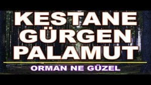 Kestane Gürgen Palamut Melodika Notaları